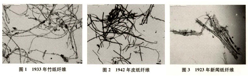 竹紙、皮紙、新聞紙纖維圖譜